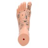 2pcs 19cm / 7.5in Feet Acupoint Model Acupuncture Teaching Aids