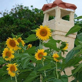 Mongolian Giant Sunflower (Helianthus annuus) Packet of 5 Seeds