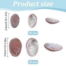 WEBEEDY 60 PCS Natural Abalone Sea Shells 2 Sizes Small Natural Seashells Hand Selected Abalone Shell Natural Polished Abalone Shells Home Decoration Accessories Gifts for Beach Lovers(2-4cm,4-6cm)