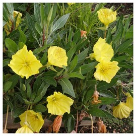 Everwilde Farms - 1/4 Lb Missouri Evering Primrose Native Wildflower Seeds - Gold Vault