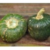 CZ Grain Burgess Buttercup Squash Seeds for Planting (10 Seeds)