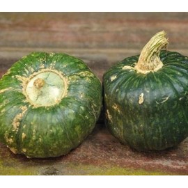 CZ Grain Burgess Buttercup Squash Seeds for Planting (10 Seeds)
