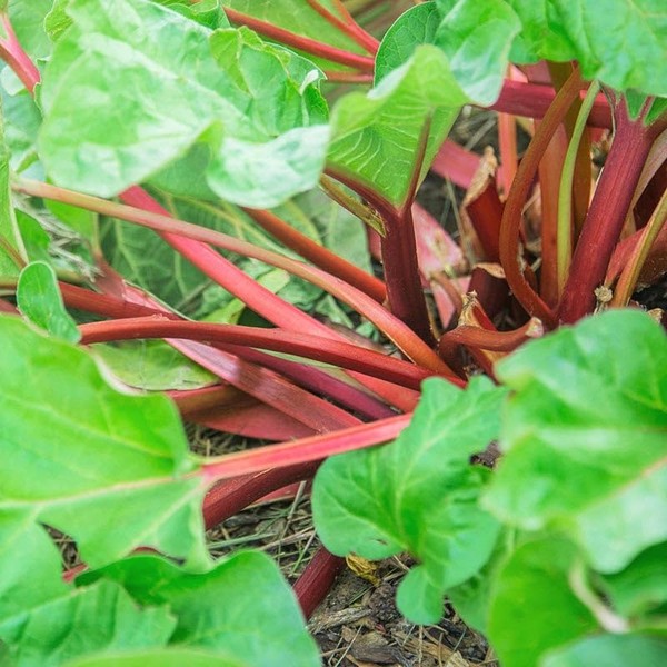TomorrowSeeds - Victoria Rhubarb Seeds - 75+ Count - for
