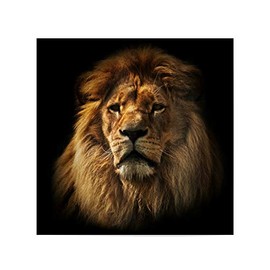 artboxONE Poster 30 x 30 cm Travel / Africa Lion Portrait with Rich Mane on Black Image Lion Africa African