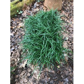 Mondo Grass (Ophiopogon japonicus) 3.5 inch pots. (18)