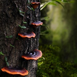 YYBD 5Pcs Mushroom Shelf Decoration Mini Resin Mushroom Figurine Cute Mushroom Floating Display Shelf Hanging Wall Decor Cottage Core Room Decor for Home Kitchen Bedroom Gecko Reptile Tank Accessories