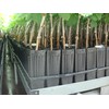 Stuewe & Sons – Mini Treepot Growing Kit – MT37