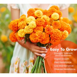 NatureZ Edge, Marigold Seeds for Planting Outdoors, 1 Ounce 10,000 Seed, Hawaiian and Cracker Jack Marigold Seeds, Made in USA, Companian Gardening Flower