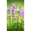 Chives Allium Schoenoprasum Wild Onion Wild Garlic Herb Garden Seeds