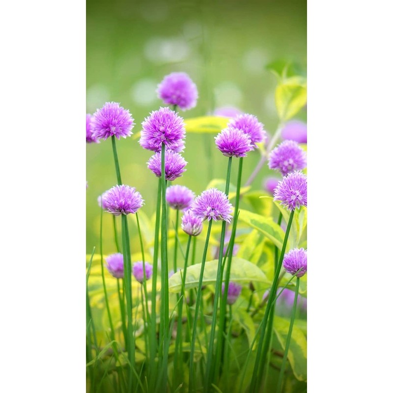 Chives Allium Schoenoprasum Wild Onion Wild Garlic Herb Garden Seeds