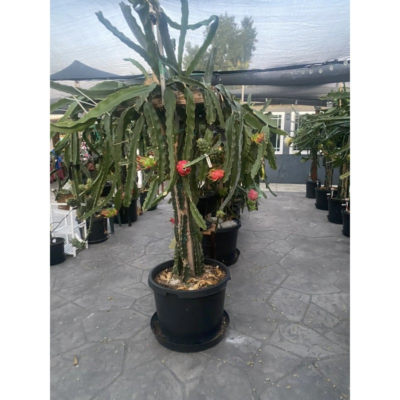 ORGANICO One Vietnamese read DRAGON FRUIT CUTTING 8- 12 Inches