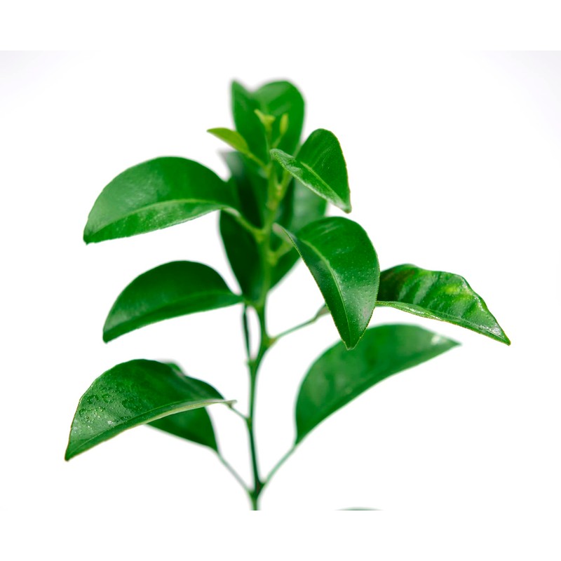 Satsuma Mandarin Tree - XL. Citrus unshiu. 6" - 10"