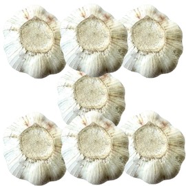 Snow Hill California Garlic (Our Jade Elephant Size Not as Elephant Ear Largr Size) Fresh Natural Whole Garlic 7 Bulbs for Spices & Health Benefits - Product of U S A