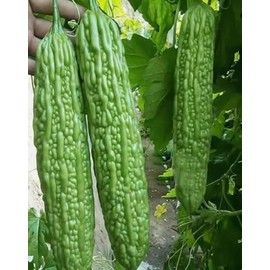 15PCS Green Skin Long Bitter Gourd Seeds Bitter Melon Seeds Asian Vegetable Seeds