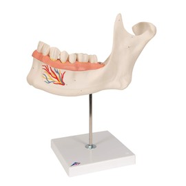 3B Scientific D25 6 Part Half Lower Jaw Model, 3 Times Full-Size, 13.8" x 7.1" x 14.2"