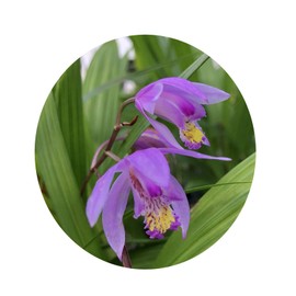 BLETILLA Yokohama Kate Purple Yellow Ground Orchid Live Plant Fragrant Terrestrial Mature 8 Inch Pot Emeralds R
