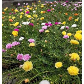 1000+ SEEDS-MIXED MOSS ROSE Vietnam Rose Portulaca Grandiflora Buy2get1Free!