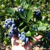 500+Blueberry Bush Seeds for Planting -Non GMO Seeds Plant in