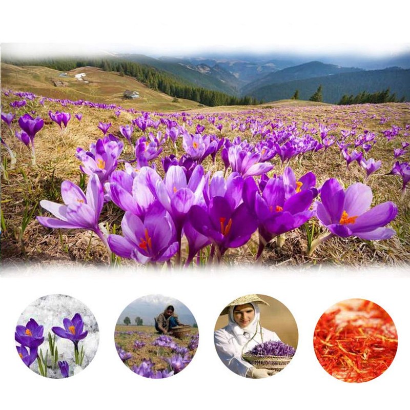 TooGet Premium Saffron, 100% Natural Pure Red Sand French Pineapple