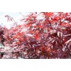 Bloodgood Japanese Maple - Size: 3-4 ft, live plant, includes