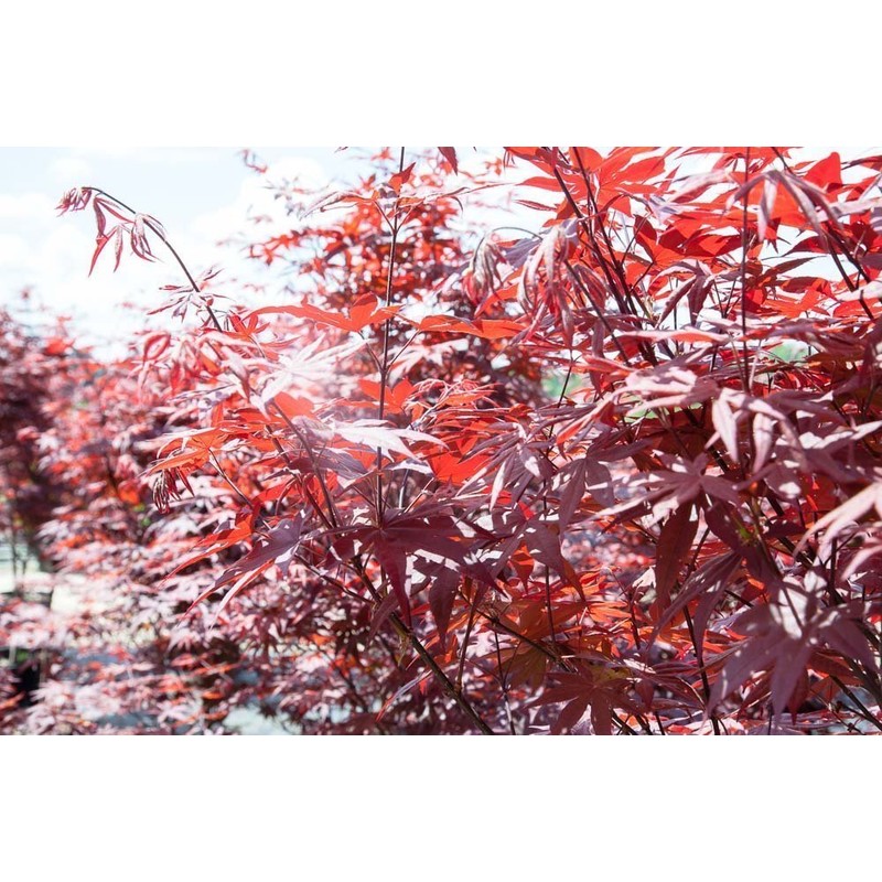 Bloodgood Japanese Maple - Size: 3-4 ft, live plant, includes