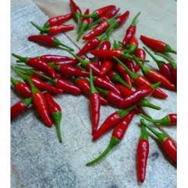 Southeast Seeds Pequin Chili Pepper Seeds, Piquin, Bird Pepper, Compact Spicy Chili, FREE SHIP - 200 Seeds