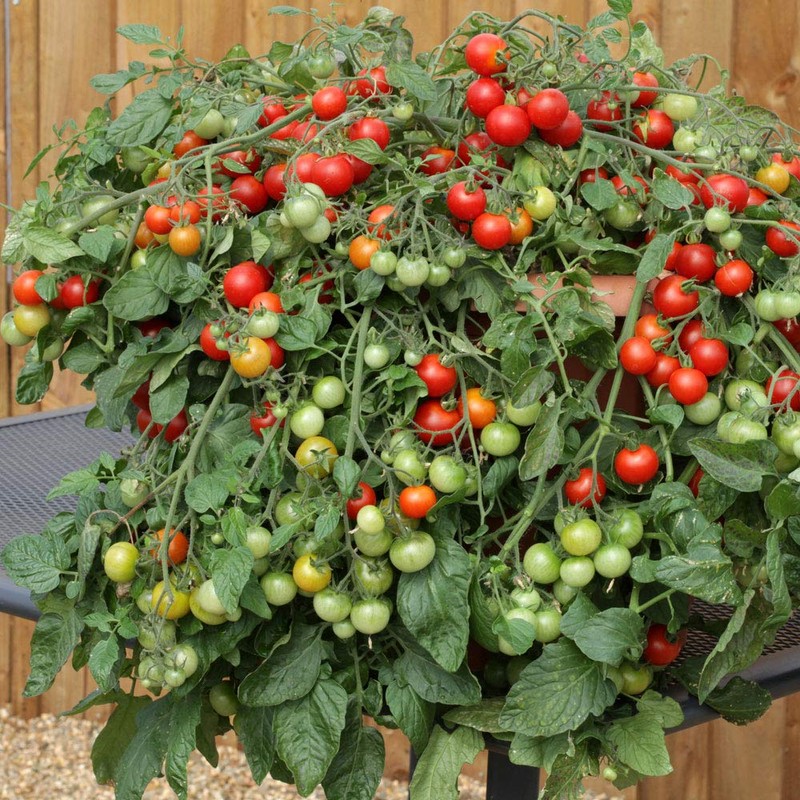 Potassium Polyacrylate Increase Moisture and Water-Soluble Nutrients to Plant Roots