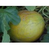 PACOS CANTALOUPE SWEETEST MELON WORLD KNOWN 300 SEEDS PECOS CANTALOUPE