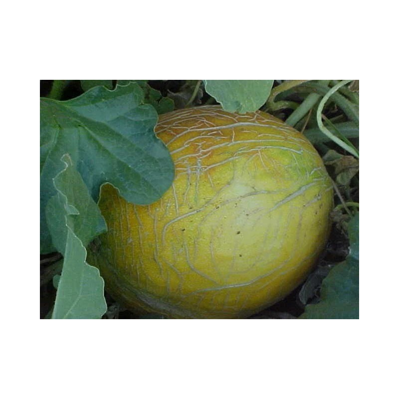 PACOS CANTALOUPE SWEETEST MELON WORLD KNOWN 300 SEEDS PECOS CANTALOUPE