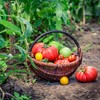Augason Farms Vegetable Garden Seeds 13 Variety 1 lb No.
