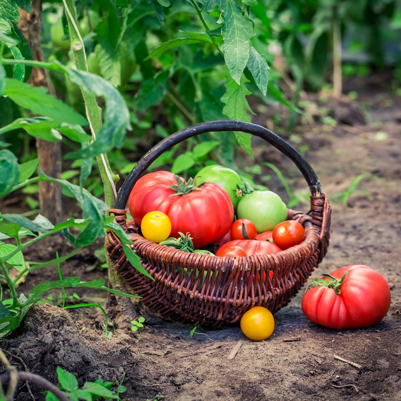Augason Farms Vegetable Garden Seeds 13 Variety 1 lb No.
