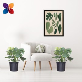 United Nursery Monstera Deliciosa Bundle – Set of 2 Iconic Swiss Cheese Plants in 10-Inch Grower Pots – 30-36 Inches Tall – Low-Maintenance Tropical Indoor Houseplants for Home and Office Decor