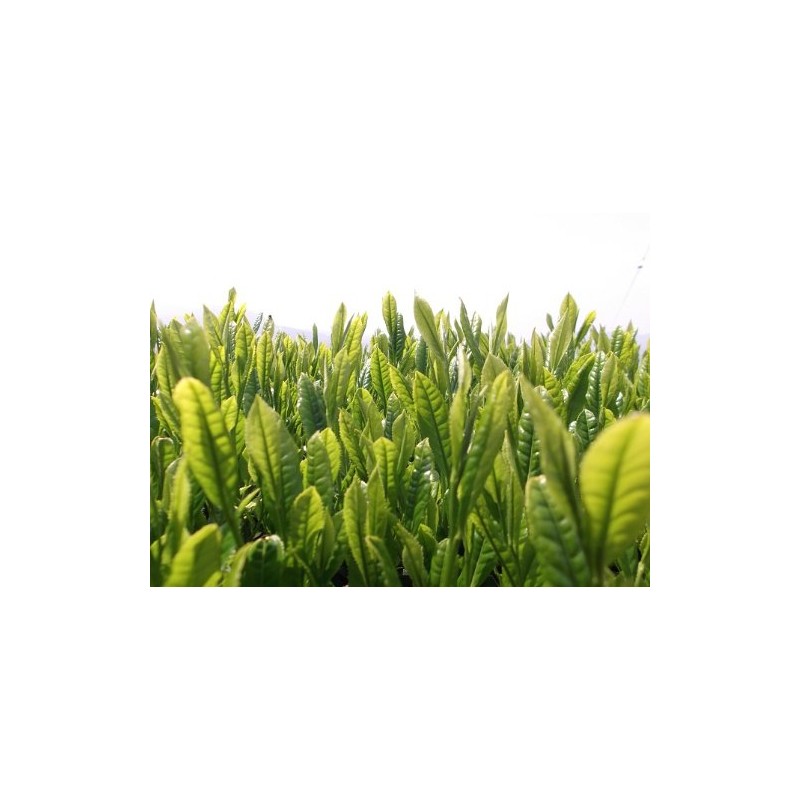 Ureshino Tea Premium Premium Set of 2 (3.5 oz (100