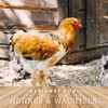 Meine Hennen AD3E 250 ml, Multivitamin for Chickens, Pigeons and