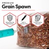 Mycelium 5 lb Milo Grain Spawn for Mushroom Cultivation |