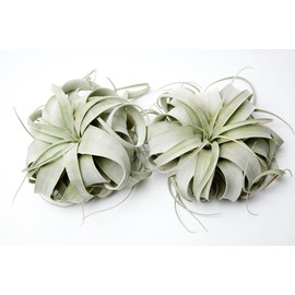 Airplants Xerographica Tillandsia Small 2 Pack (Grown and Shipped from California) !! Please read product description before buying !!