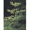 Cornus alternifolia: Pagoda Dogwood Seeds
