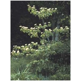 Cornus alternifolia: Pagoda Dogwood Seeds