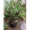 Very Large Jade Plants, with Roots, 2 feet Tall Ready