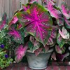 Floranza Caladium Seeds – 300 Purple-Centered Green Caladium with Speckles,