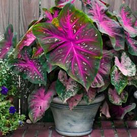 Floranza Caladium Seeds – 300 Purple-Centered Green Caladium with Speckles, Tropical Shade Perennials, Decorative Foliage for Landscaping, Borders & Garden Containers