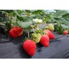 Strawberry Seeds for Home Garden Decor - 300 Pcs