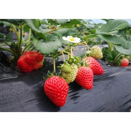 Strawberry Seeds for Home Garden Decor - 300 Pcs