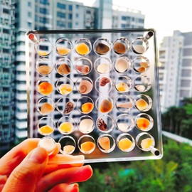 MARUKO Shell Display Box, Magnetic Shell Display Case Made of Acrylic, Magnetic Seashell Display Box Compartment Container for Beads, Nails, Jewellery (Round)