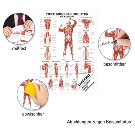 Sport-Tec Deep Muscle Layers Back Mini Poster Anatomy 34 x 24 cm