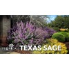 Texas Sage | 3 Live Plants | Leucophyllum frutescens |