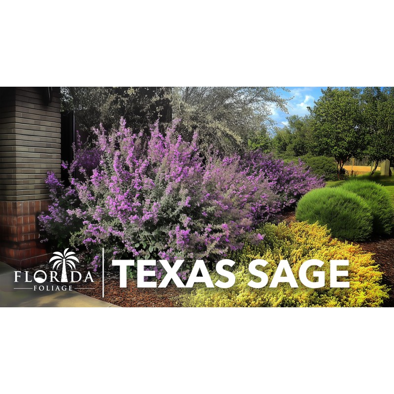 Texas Sage | 3 Live Plants | Leucophyllum frutescens |