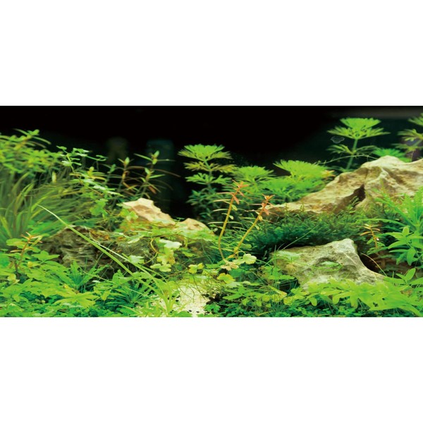 AWERT 36x20 inches Aquarium Background Seaweed Aquarium Background Aquatic Plant