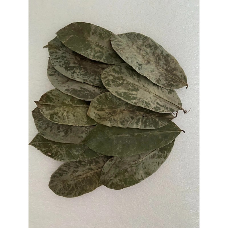 KAHIDJI Soursop Graviola Guyabano 100% Pure Leaves 120 g (