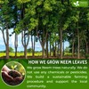 FreshDrinkUS, Premium 6oz Neem Leaf Powder, 100% Natural and Pure